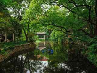 夏日小清新森林风景壁纸