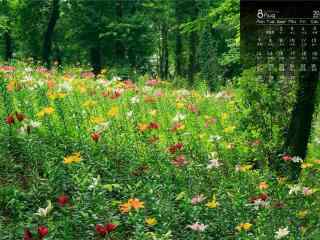 2017年8月日历美丽的草原风景壁纸