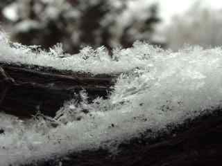 冬季飘落在枯木上的雪花高清桌面壁纸