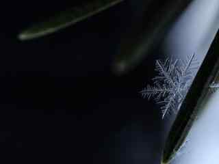 孤独的雪花高清桌面壁纸