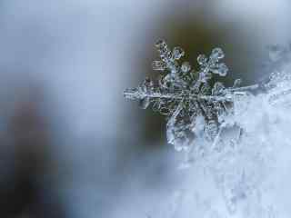 精致唯美雪花高清桌面壁纸