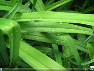 雨后初晴护眼绿草